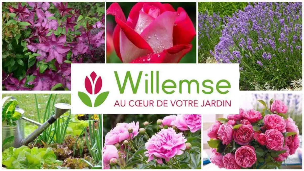 WILLEMSE JAF-info Jardinerie