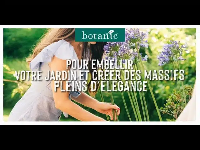Des agapanthes made in France à marque botanic® #CitoyensDeLaNature