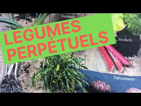 DES LEGUMES PERPETUELS DANS MON POTAGER