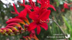 Le crocosmia : plante vivace aux fleurs éclatantes - Truffaut