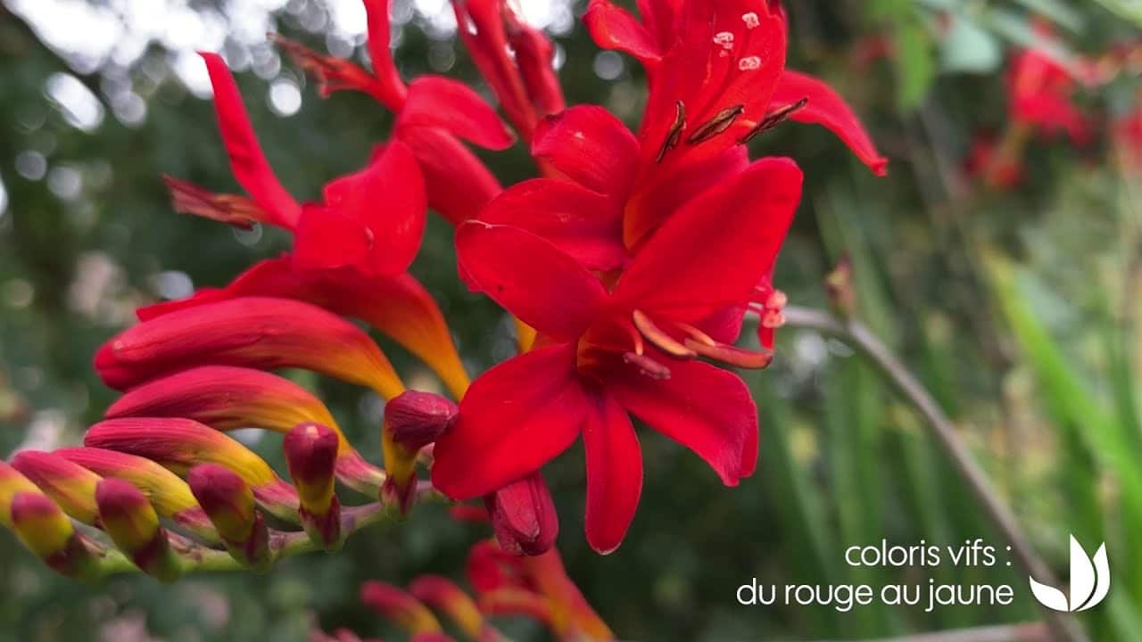 Vidéo] Le crocosmia : plante vivace aux fleurs éclatantes - Truffaut