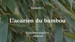 #Nosplantes - Épisode 1 : L'acarien du bambou