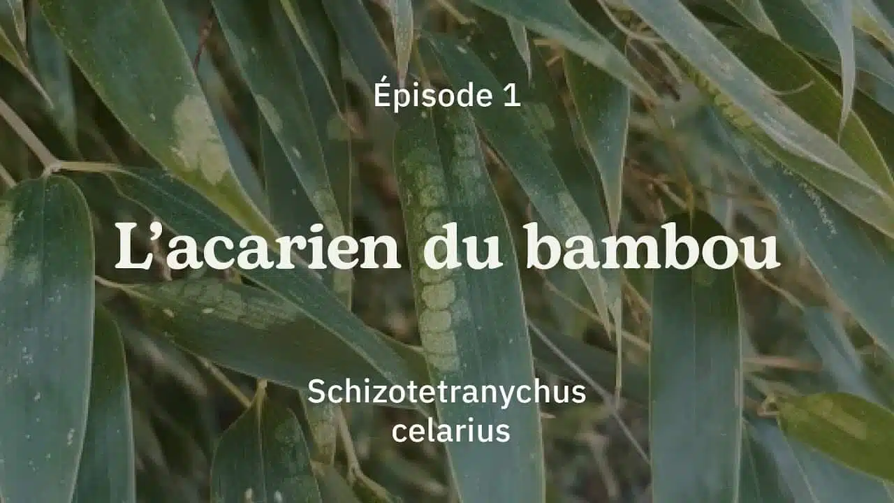 #Nosplantes - Épisode 1 : L'acarien du bambou