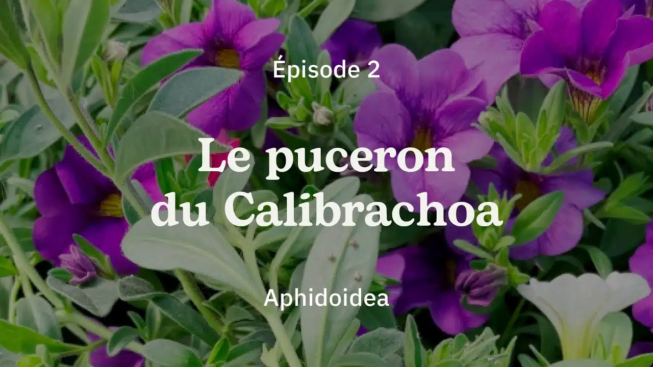 #Nosplantes - Épisode 2 : Le puceron du Calibrachoa