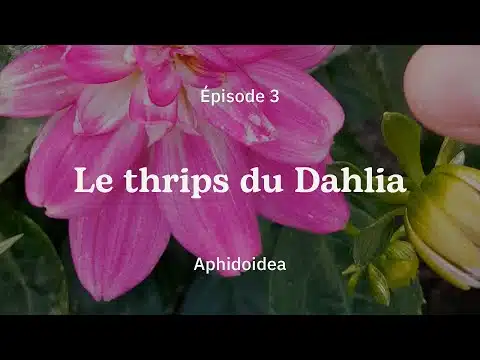 #Nosplantes - Épisode 3 : Le thrips du Dahlia