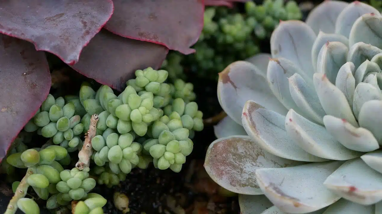 Envie de plantes 'zéro entretien'