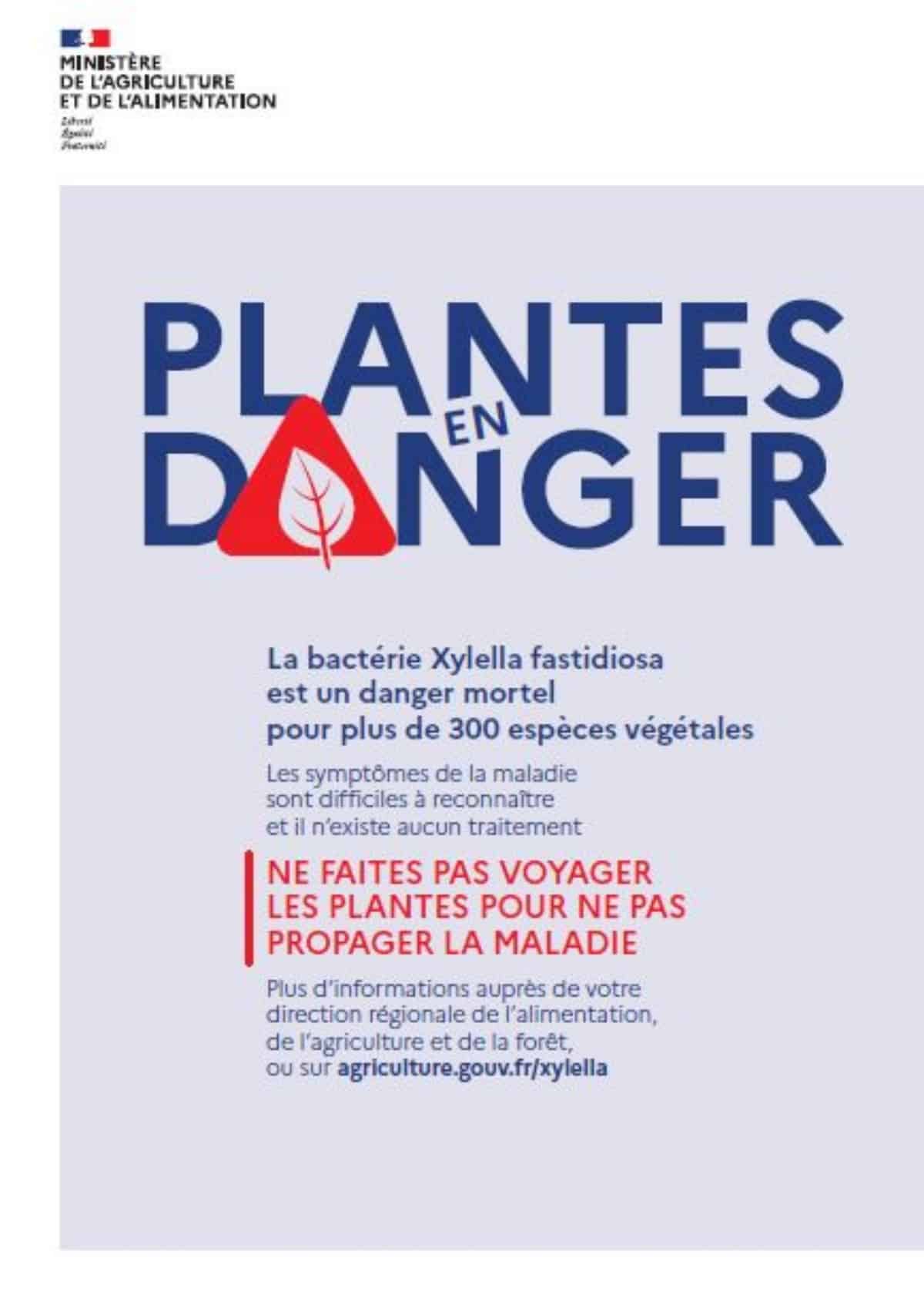Plantes en danger : Xylella fastidiosa, une bactérie mortelle pour 300 espèces végétales