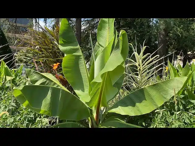 BANANIERS DU JAPON ET D’ABYSSINIE, DEUX PLANTES TROPICALES IMPOSANTES POUR DÉCORER VOTRE JARDIN