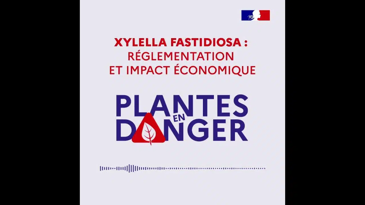 Plantes en danger - Xylella fastidiosa : Réglementation et impact économique