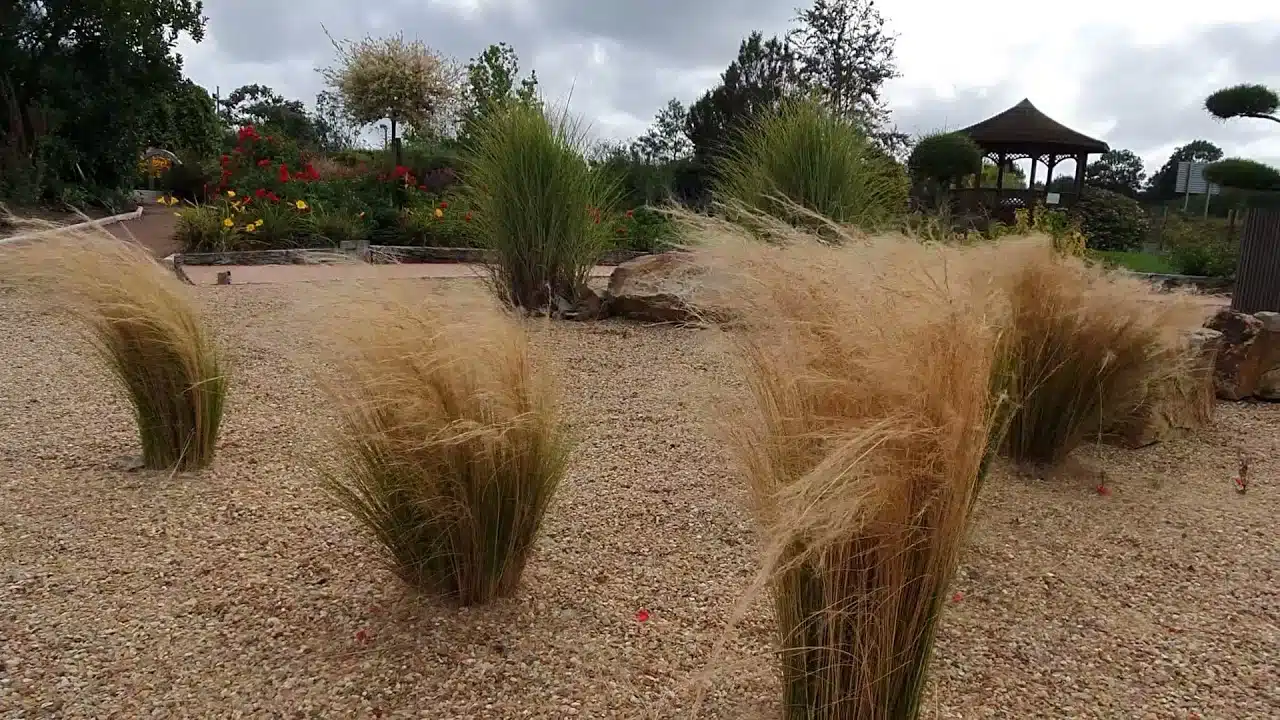 Envie de légèreté au jardin avec les graminées