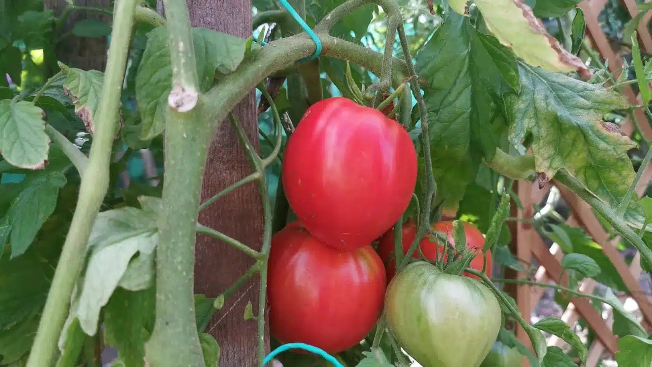 Envie de pratiquer les rotations de cultures au potager