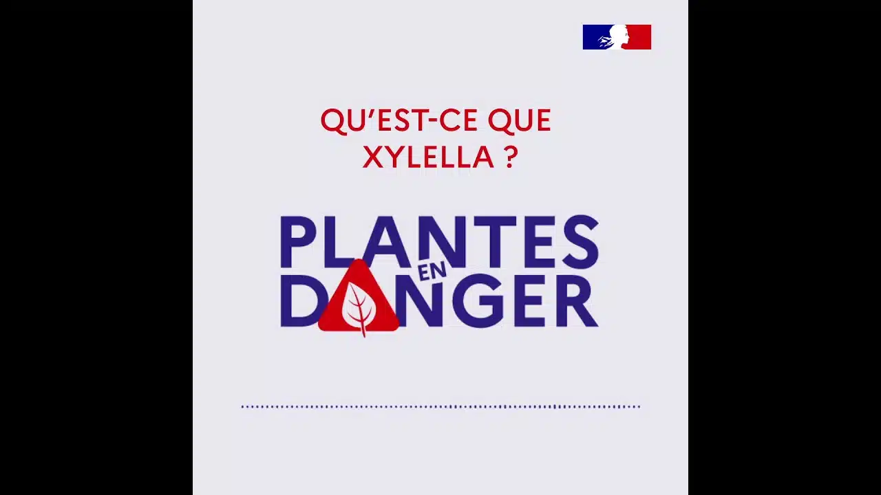Plantes en danger - Qu'est-ce que Xylella ?