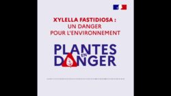 Plantes en danger - Xylella fastidiosa : Un danger pour l'environnement