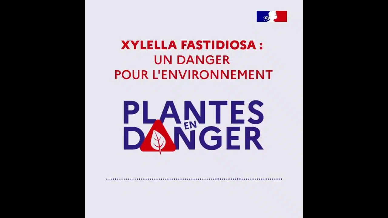 Plantes en danger - Xylella fastidiosa : Un danger pour l'environnement