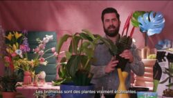 Masterclass avec M. Plant Geek : leçon créative avec des plantes d’intérieur