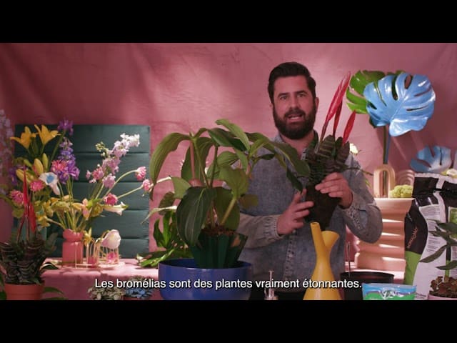 Masterclass avec M. Plant Geek : leçon créative avec des plantes d’intérieur