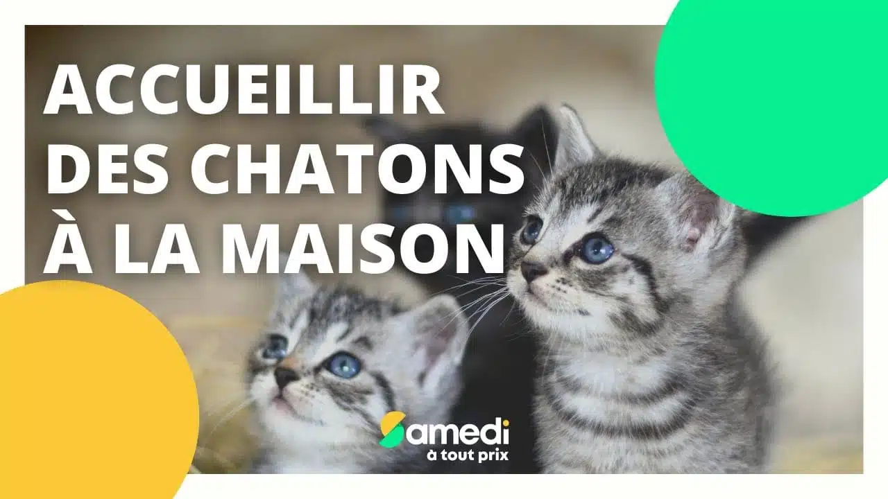 Accueillir des chatons à la maison - Samedi à tout prix