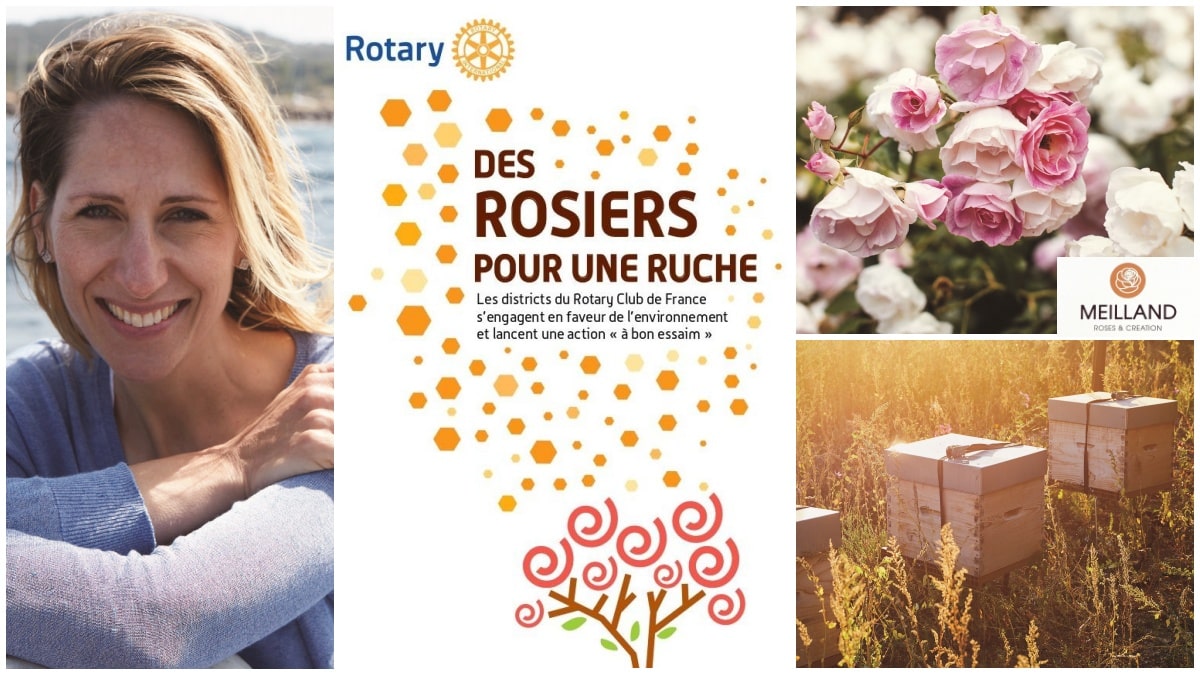 Rosiers Ruches JAF-info Jardinerie Fleuriste