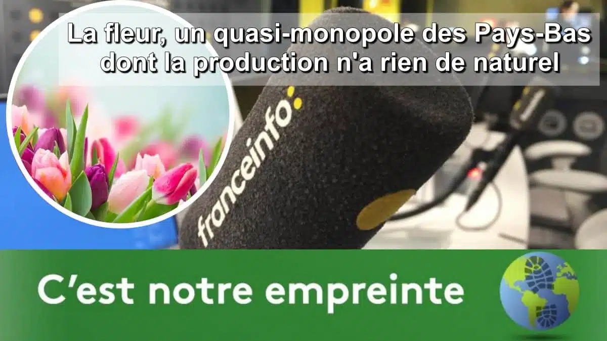 La fleur, un quasi-monopole des Pays-Bas dont la production n'a rien de naturel JAF-info Fleuriste