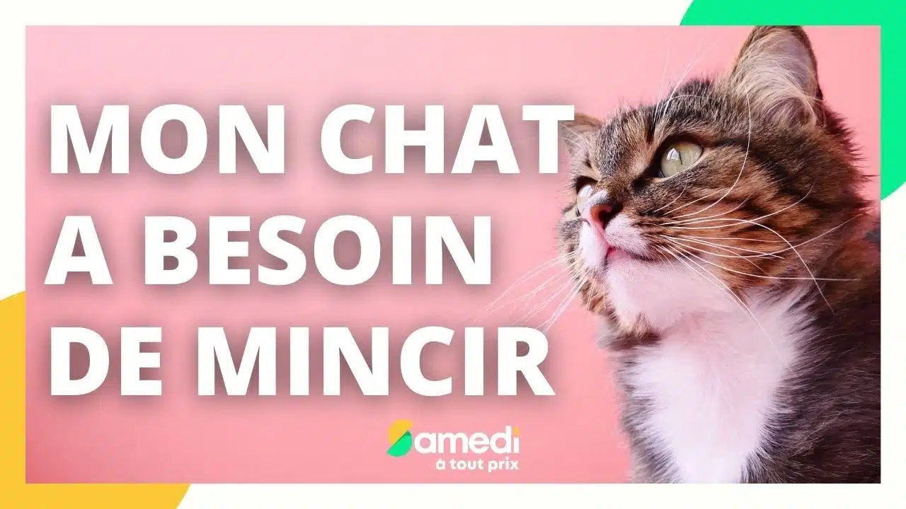 Comment faire mincir son chat ? - Samedi à tout prix