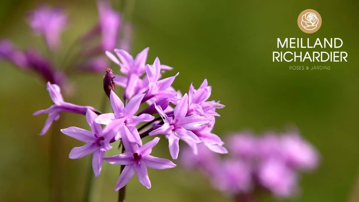 Tulbaghia de fleurs pixabay gratuit flow ers-6721419 Meilland JAF-info 2022 Jardinerie Fleuriste