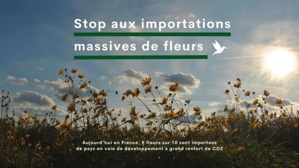 Œuvrons pour protéger la filière des fleurs françaises JAF-info Fleuriste