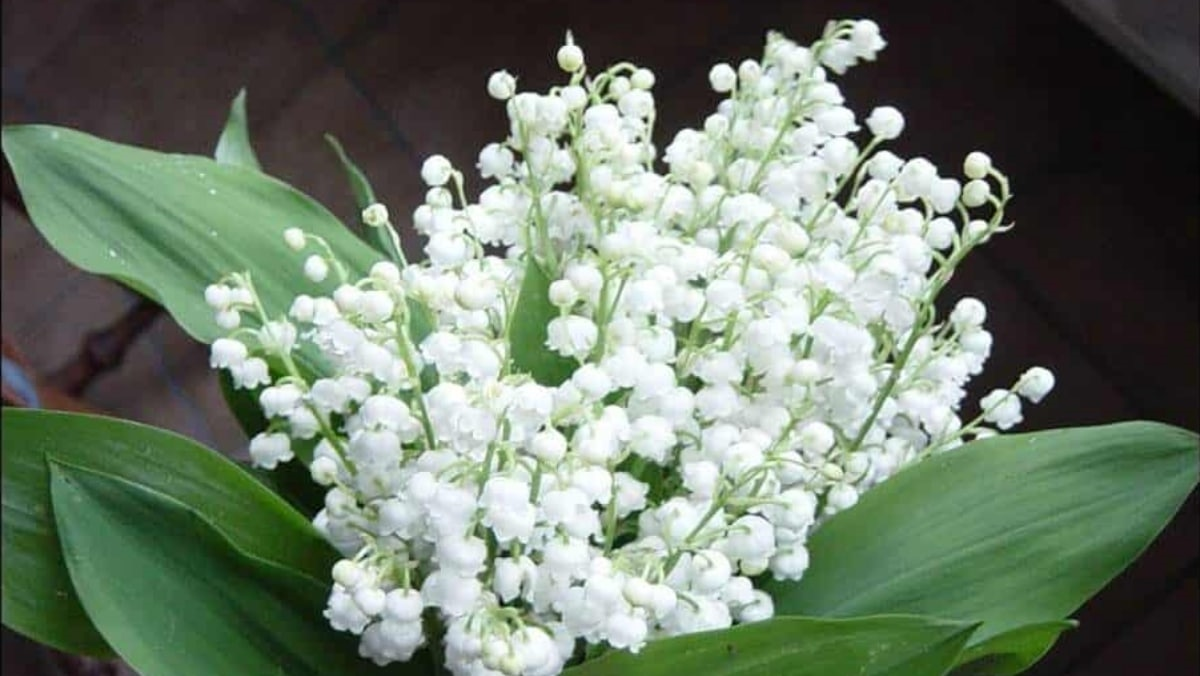 Muguet