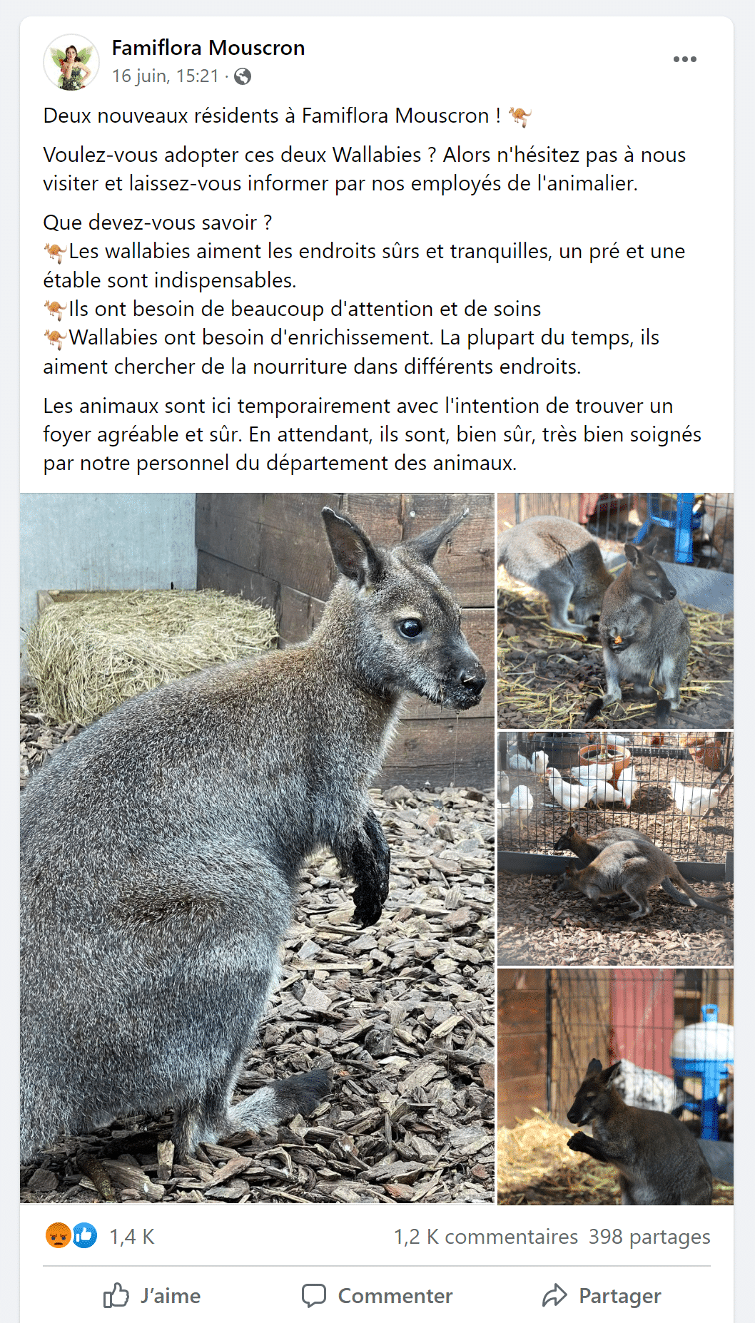 Belgique - La Vente De Wallabies Par Famiflora Mouscron Suscite La Colère Des Internautes