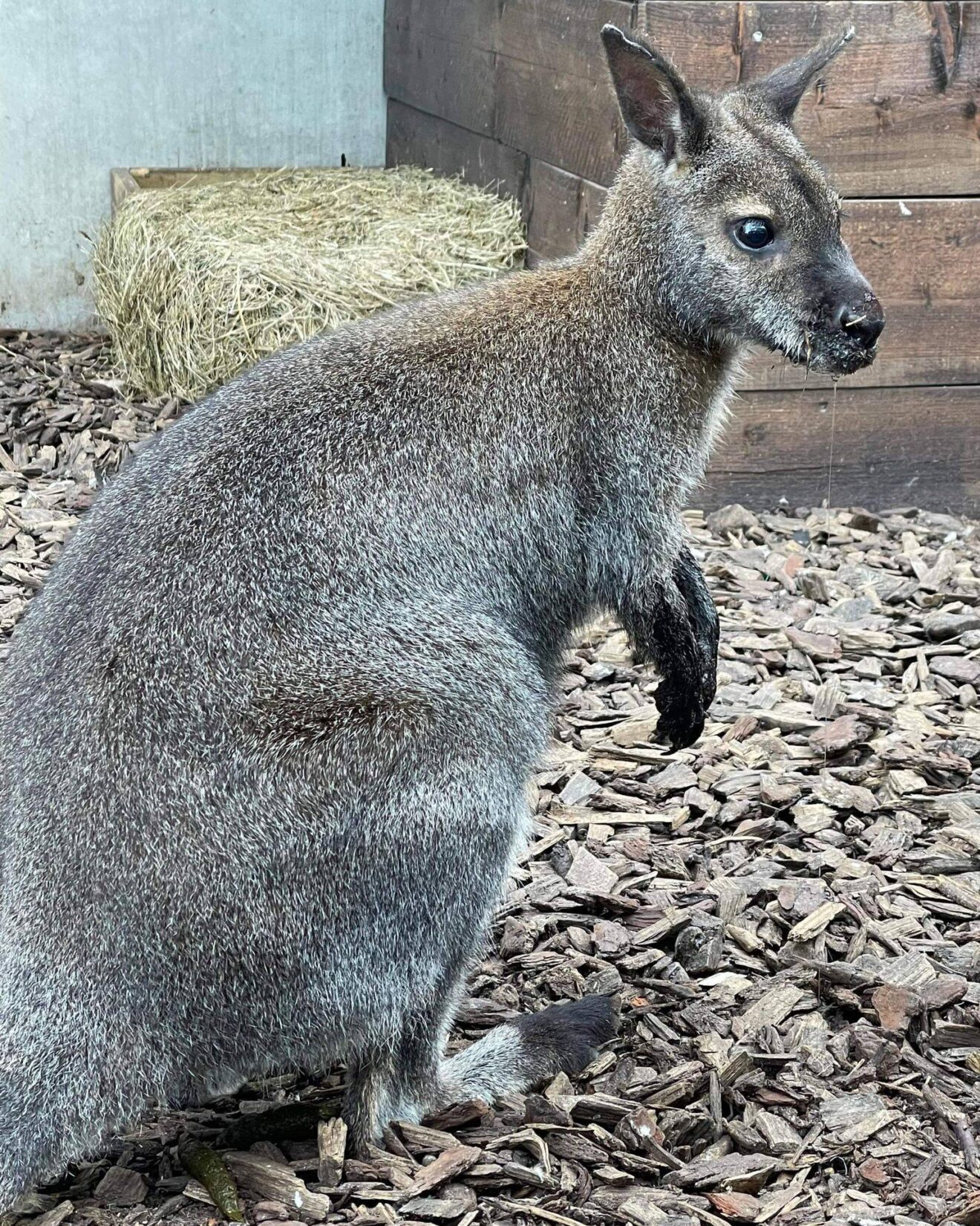 Belgique - La Vente De Wallabies Par Famiflora Mouscron Suscite La Colère Des Internautes