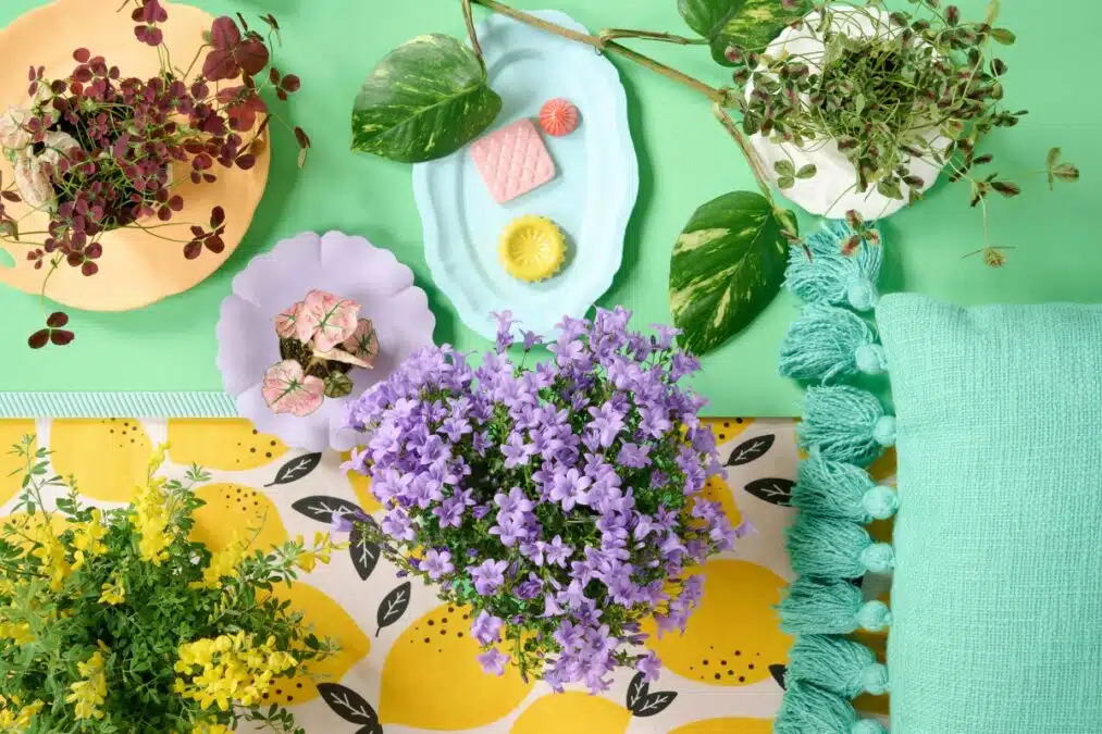 Office Hollandais des Fleurs présente la Collection Tendance fleurs et plantes Printemps-Été 2022