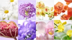 Office Hollandais des Fleurs LaJoie desfleurs JAF-info Jardinerie Fleuriste