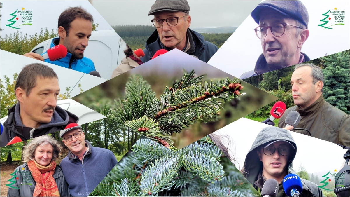 collage AFSN Morvan Sapin Noel JAF-info Jardinerie Fleuriste
