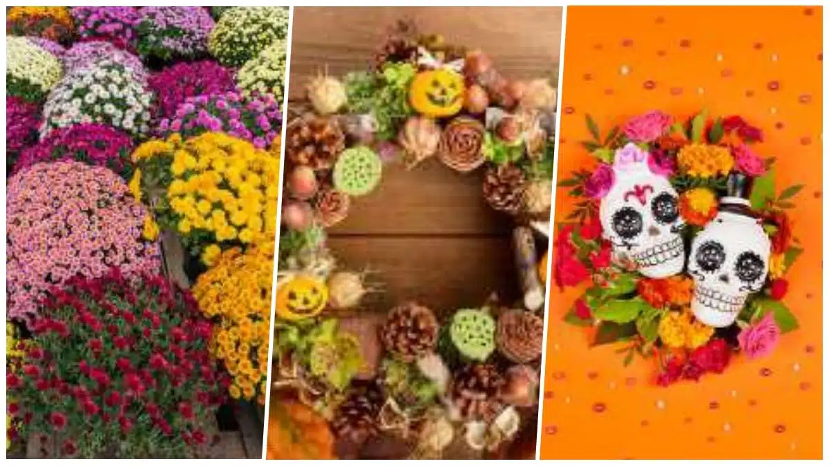 collageFFAF Hallowen Toussaint JAF-info Fleuriste