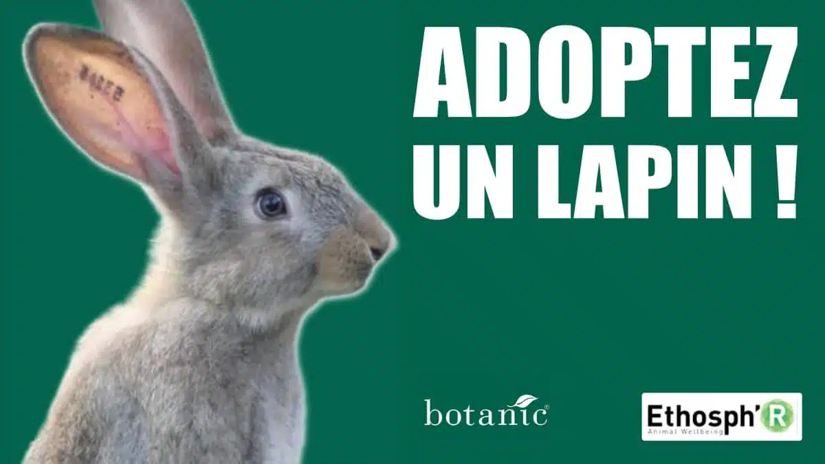 Adoptez un lapin Botanic Ethosph'r JAF-info Jardinerie Animalerie Fleuriste
