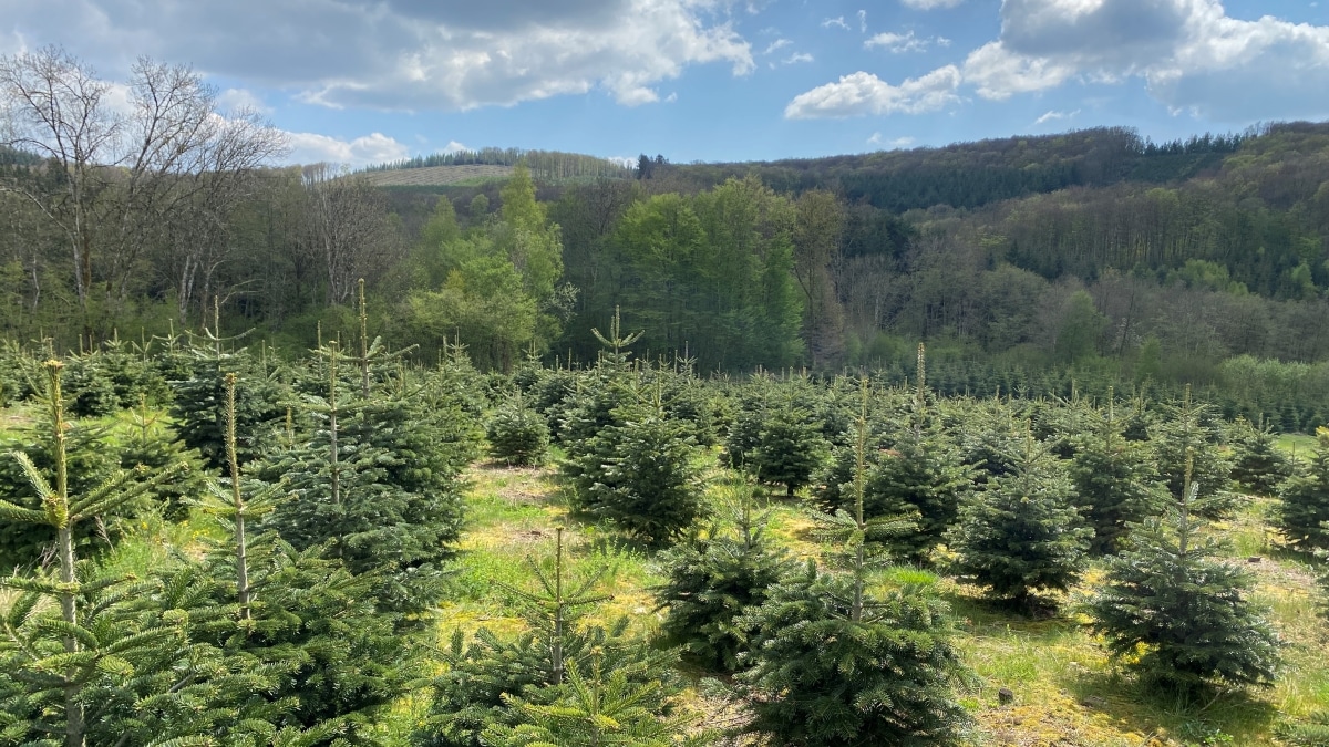 Sapin de Noël du Morvan Un Sapin du Terroir Français "Made in France" bientôt reconnu par une