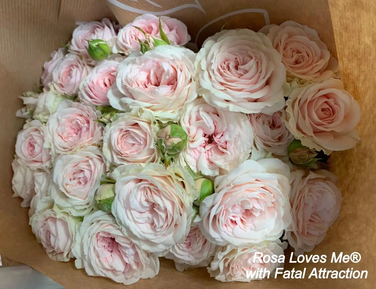IFTF Fleurs coupées - Le baptême de Rosa Loves Me Paula's Champagne Delight (Viking Roses) : La première rose parfumée du producteur kenyan Molo River Roses