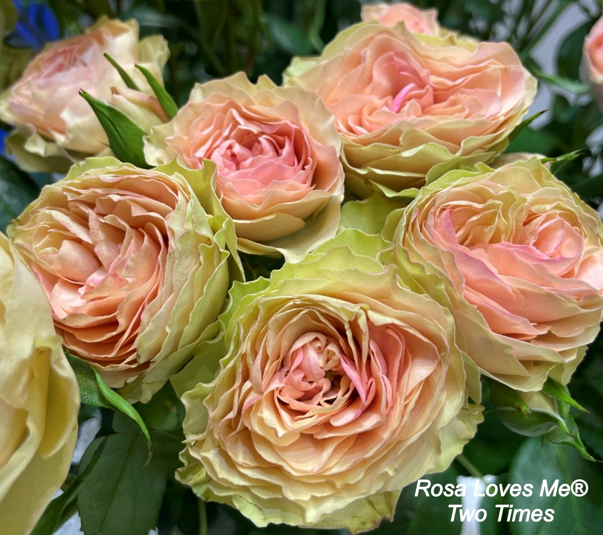 Iftf Fleurs Coupées - Le Baptême De Rosa Loves Me Paula'S Champagne Delight (Viking Roses) : La Première Rose Parfumée Du Producteur Kenyan Molo River Roses
