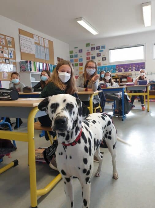 Les Candidatures Pour Les Trophées Des Chiens Héros 2023 De La Centrale Canine Sont Ouvertes !