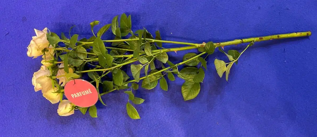 IFTF Fleurs coupées - Le baptême de Rosa Loves Me Paula's Champagne Delight (Viking Roses) : La première rose parfumée du producteur kenyan Molo River Roses