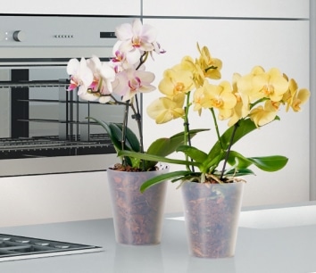 Jdc Garden-Trends 2023 - Une Sélection Des Nouveautés Et Des Stands À Visiter