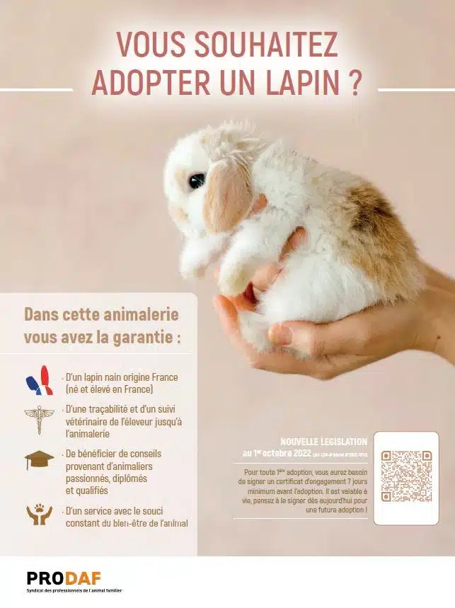 Le Prodaf met à disposition le visuel : Vous souhaitez adopter un Lapin ?