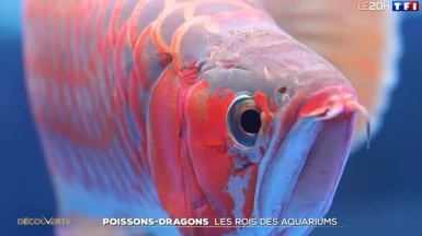 Chine-un-concours-de-beauté-de-poissons-Journal-de-20-heures-TF1