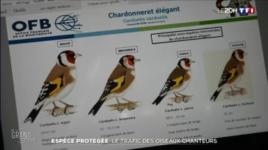 Espèce protégée _ le trafic des oiseaux chanteurs - Journal de 20 heures _ TF1