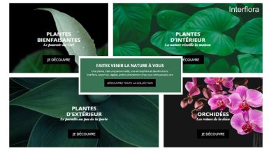 Interflora - Plantes - JAF-info Fleuriste