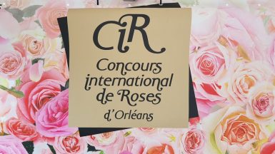 Jardin des plantes - Journée de la Rose - Orléans - JAF-info - Jardinerie 20180913-123132-032