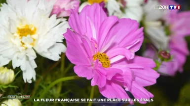 La fleur française se fait une place sur les étals - Le Journal du week-end _ TF1