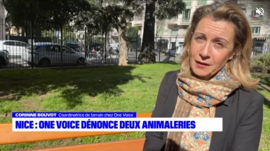 Nice_ l'association One Voice dénonce les méthodes de vente de deux animaleries