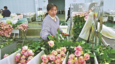 china-aims-for-annual-flower-sales-of-300-bln-yuan-by-2025 xinhua JAF-info Fleuriste