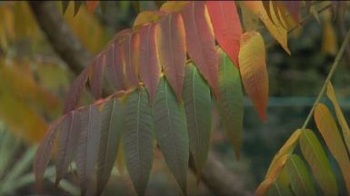 Comprendre les saisons : l'automne - Jardinerie Truffaut TV