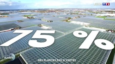 dES PLANTES PAS SI VERTE TF1 JAF-info Jardinerie Fleuriste